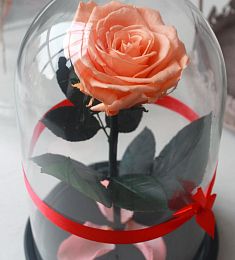 Персиковая роза в колбе