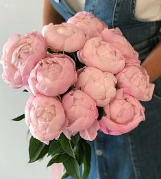 11 розовых голландских пионов с лентой